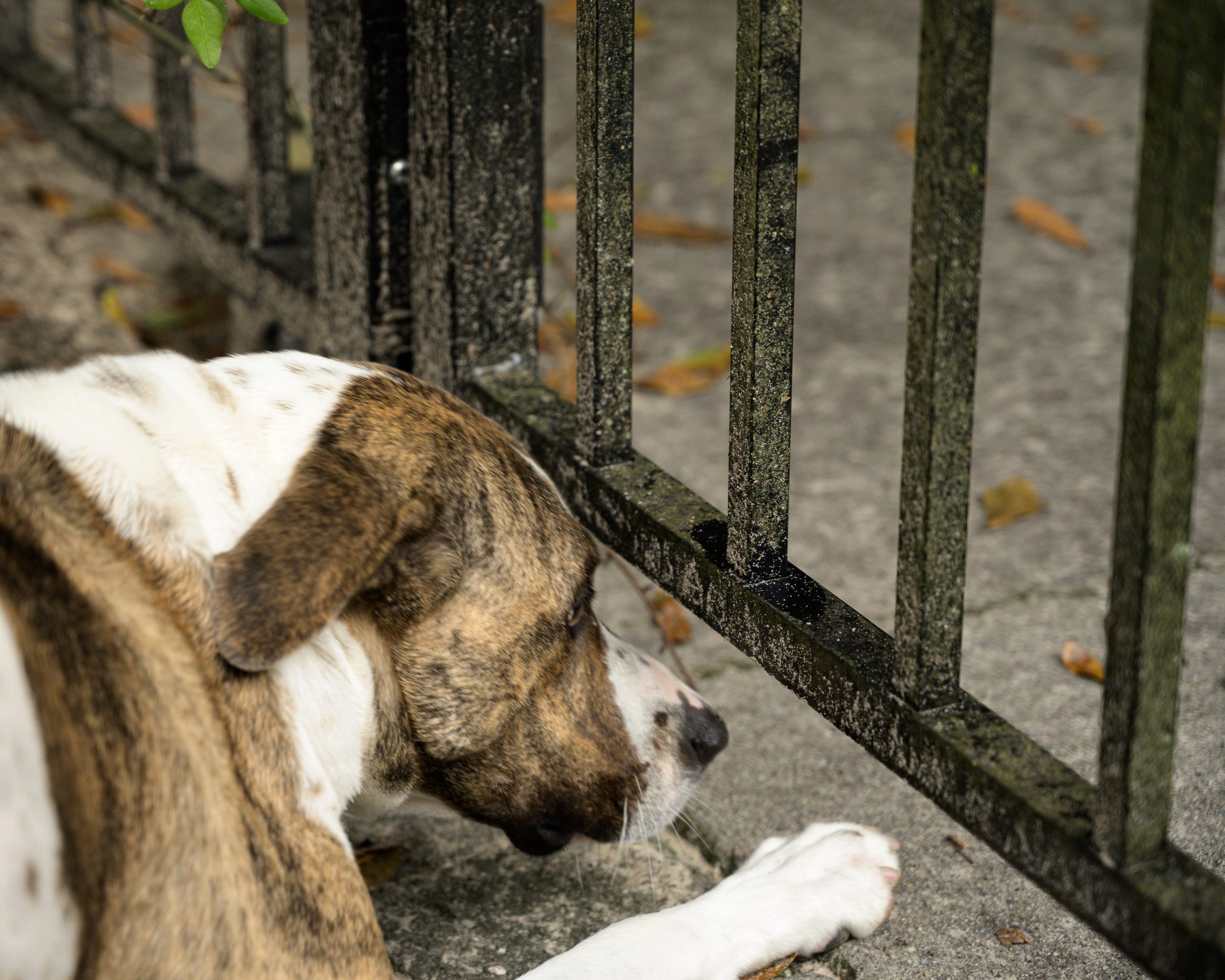 Why train your dog?  So she doesn't have to squeeze under the fence to have a rich life.