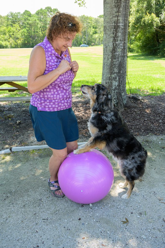 Online dog training on a pedestal, in this case a huge ball