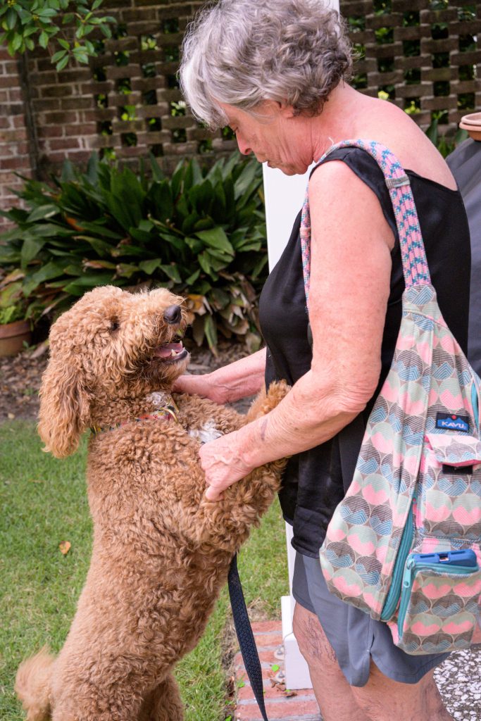 In-person training: Trainer and brown doodle dog playing