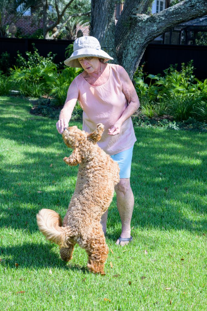 Just for fun -Trainer and curly brown dog practicing tricks