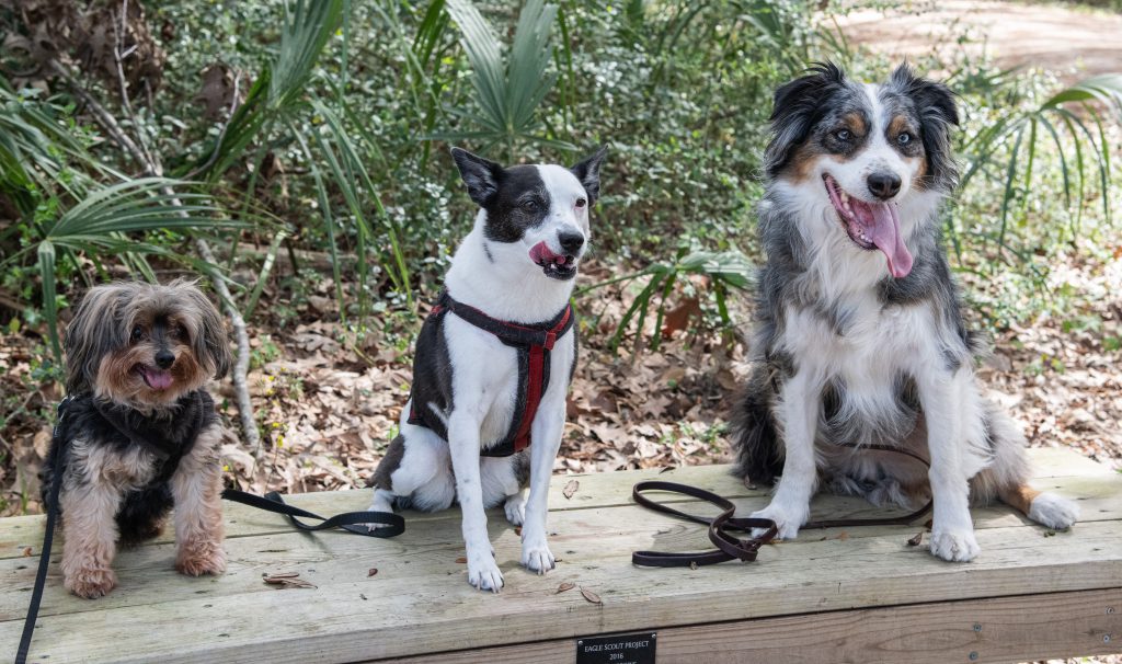 In-person training: Small, medium, and large dogs waiting on a bench