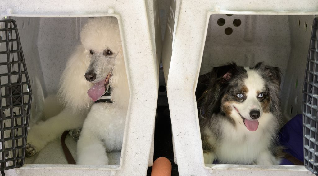 In-person training: White poodle and Australian Shepherd ready for an adventure