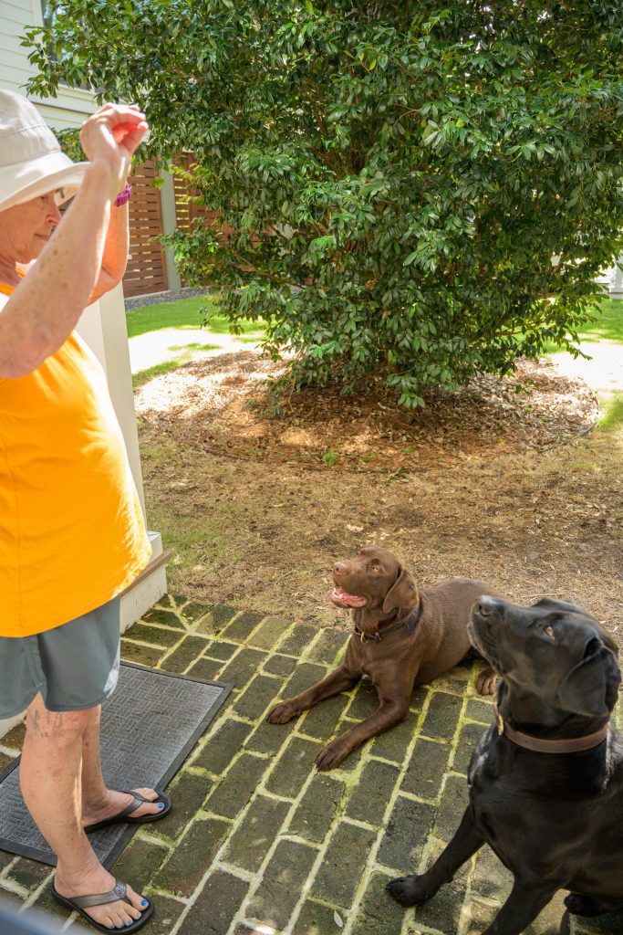 In-person training:  You don't even have to be there! Trainer with chocolate labrador and black labrador