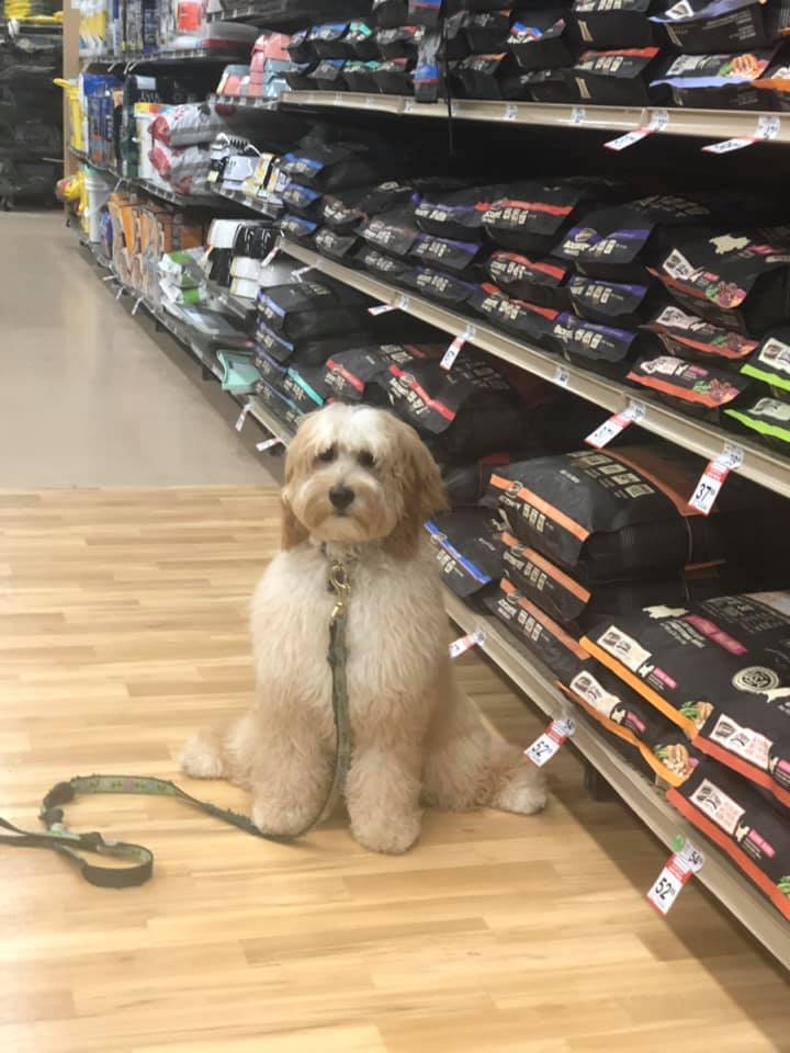 In-person training:  Real world challenges. Fluffy dog sitting patiently by racks of dogfood