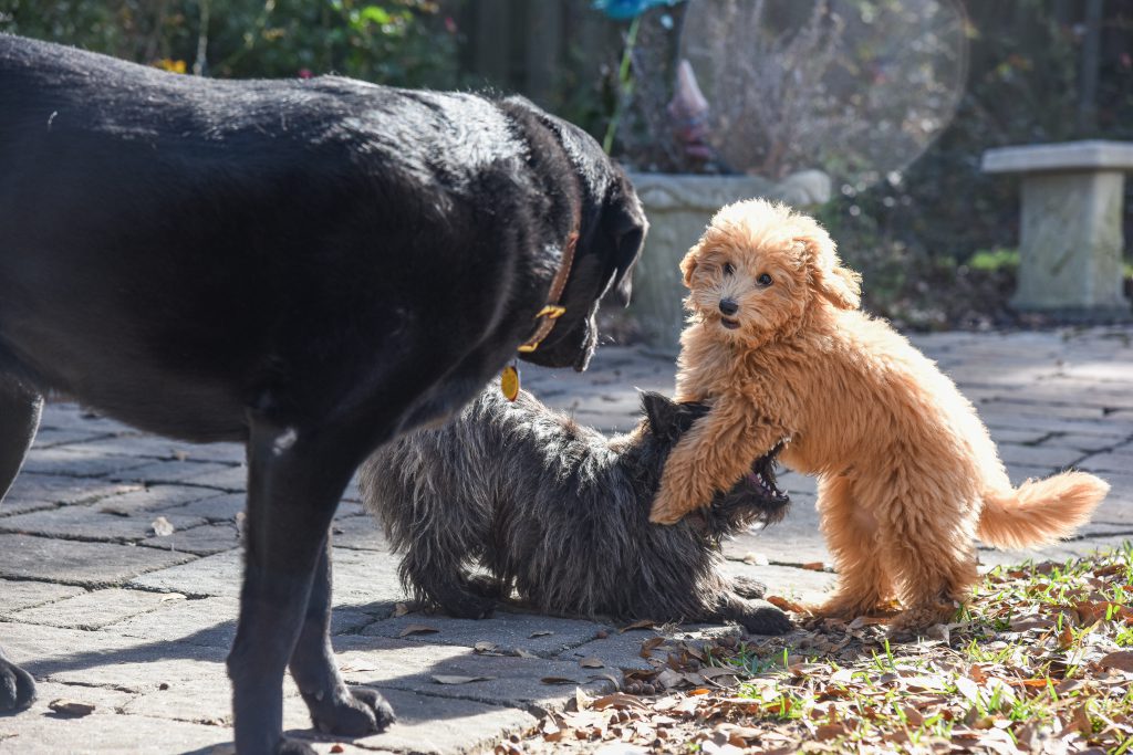 Doodle and terrier puppies playing watched by Black Labrador