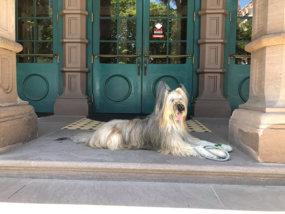 Briard resting in front of Dock Street Theater