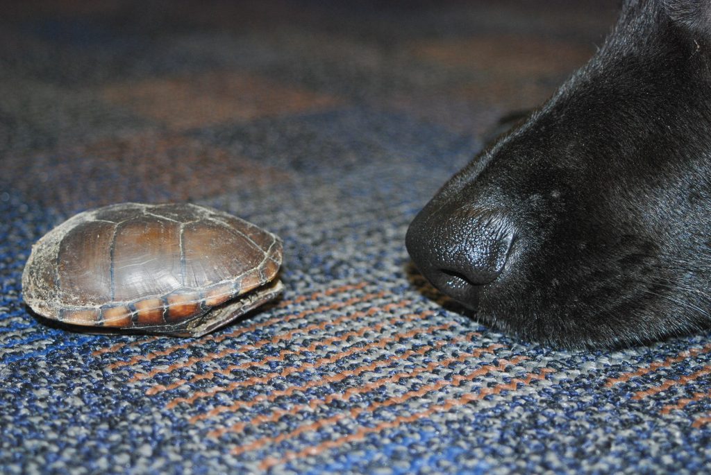 Black labrador and turtle nose to nose