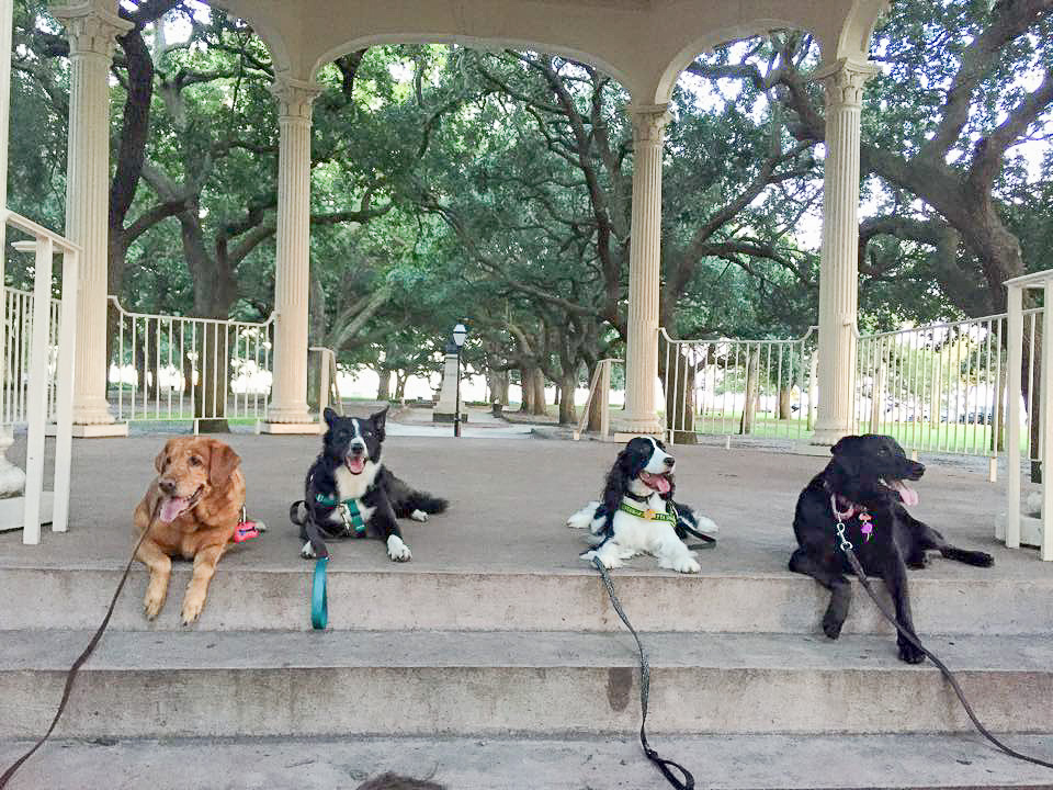 Ready to start real life? Downtown Hounds - Four dogs in down-stays at the Charleston Battery