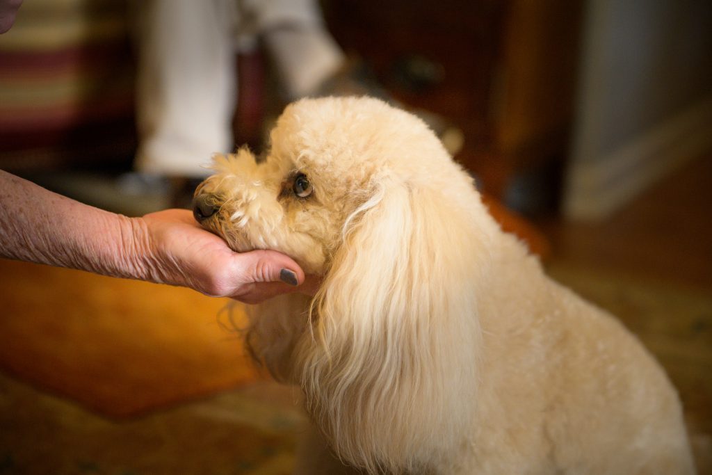 Ready for cooperative care and making vet visits easier? Doodle dog resting chin in trainer's hand