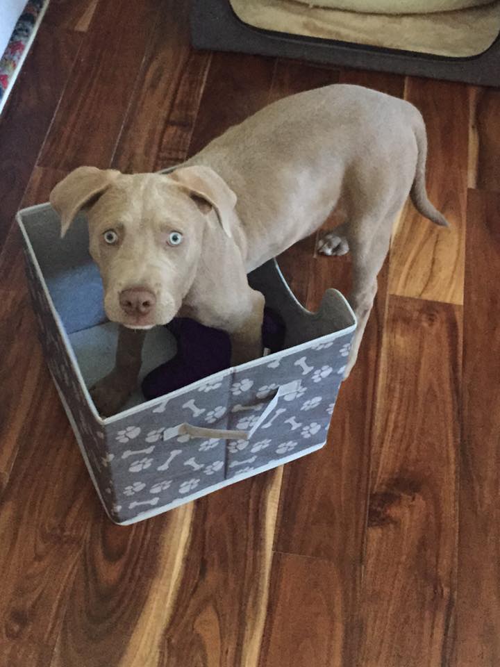 Ready to start Tricks? Weimaraner puppy with two feet in a box