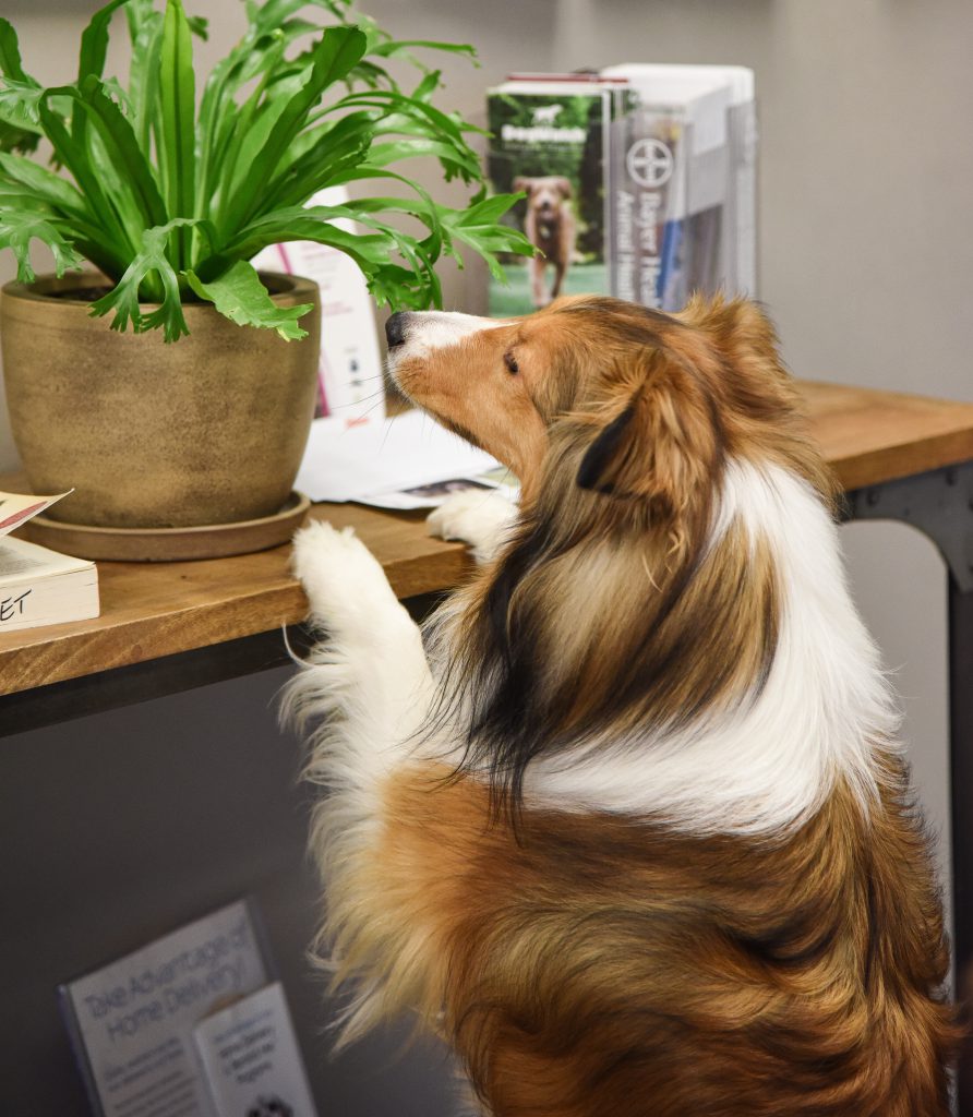 Ready to start Scentwork? Shetland Sheepdog with paws on table