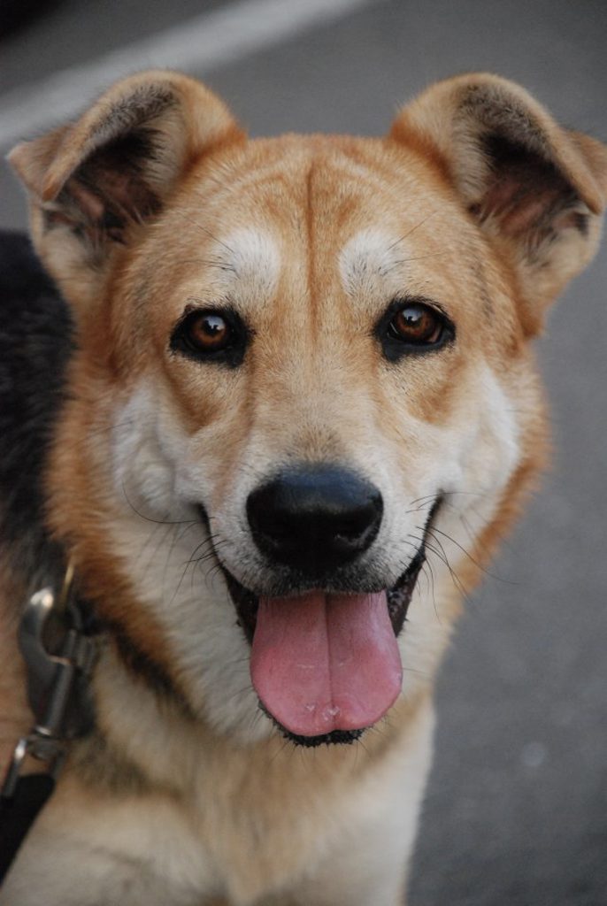 About the Teacher Dogs:  Stella, Shepherd mix 