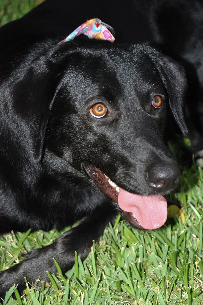 About Scholars with Collars Teacher Dog Waco, Black Labrador dog with pink collar