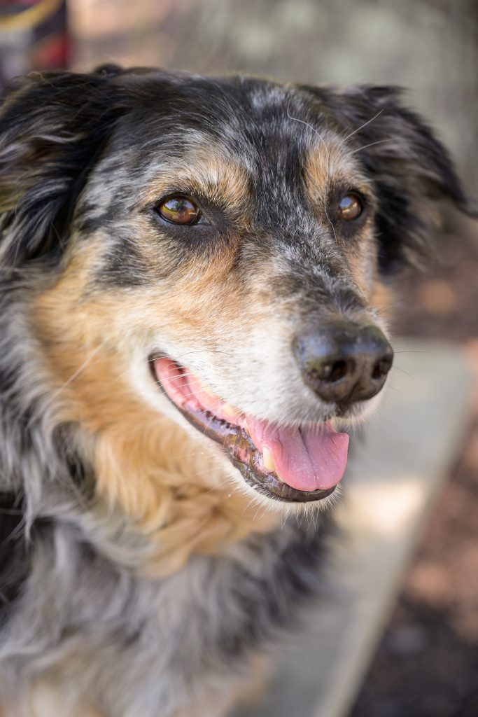 About Scholars with Collars Teacher Dog Duster, Merle Australian Shepherd