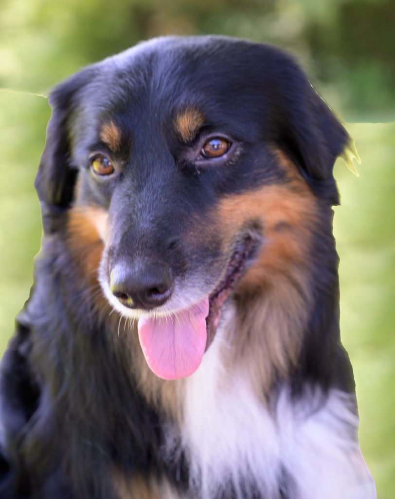 About Scholars with Collars Teacher Dog Doby, Tri-color dog with brown eyebrows