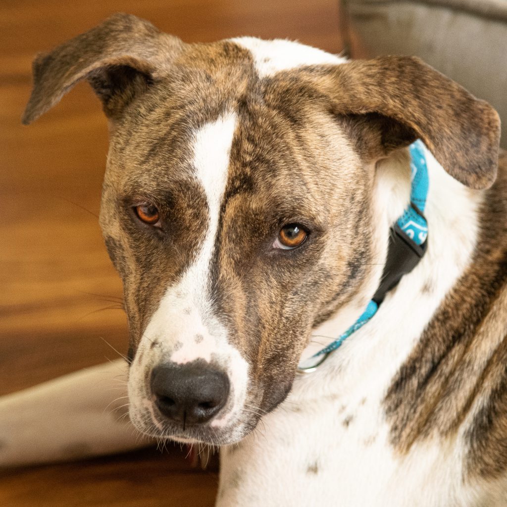 About Scholars with Collars Teacher Dog Hoshi, brindle dog with turquoise collar