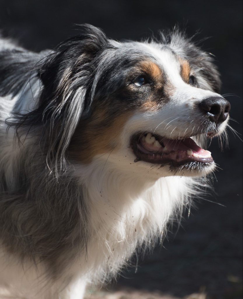 About Teacher Dog Tripp, Australian Shepherd