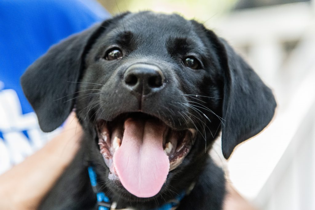 Just for fun - enthusiastic puppy