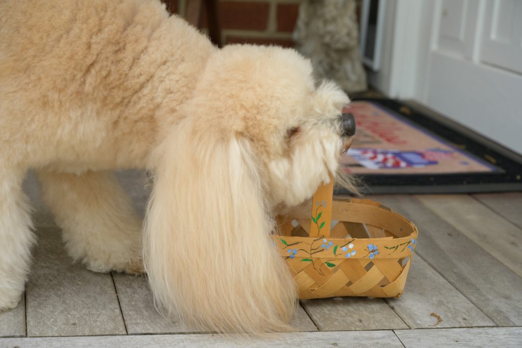 Just for fun - If I bring you the basket, will you fill it with cookies?