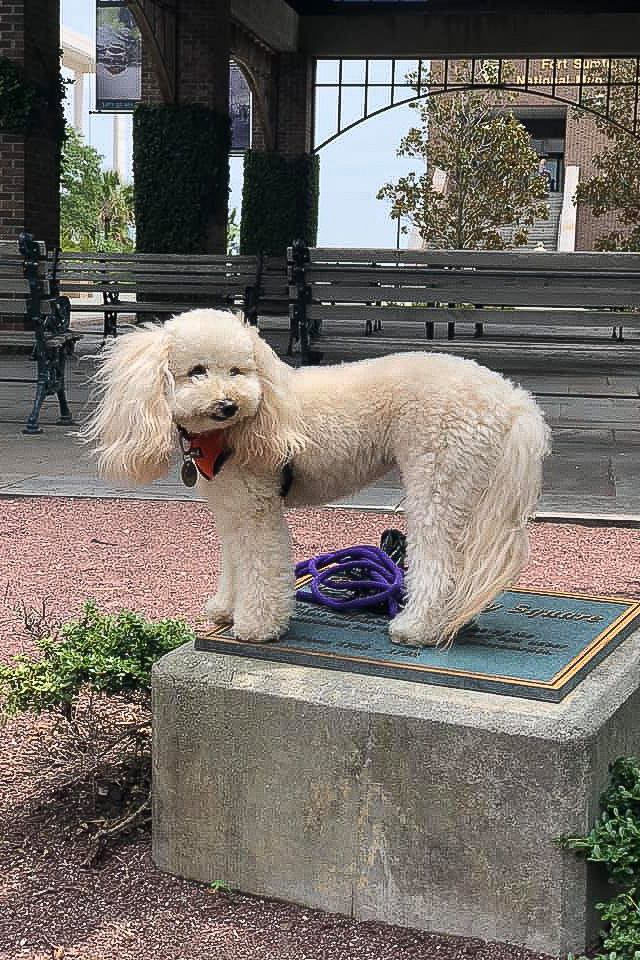 Just for fun - Striking a pose at Downtown Hounds