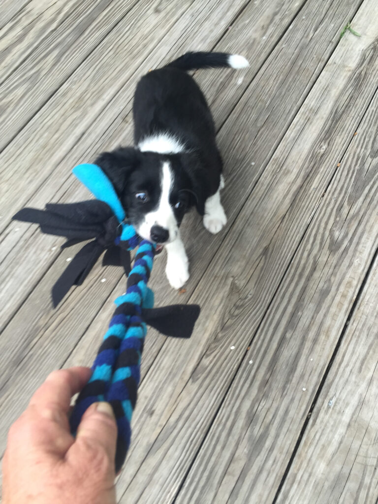 Puppy Quin and his tug toy