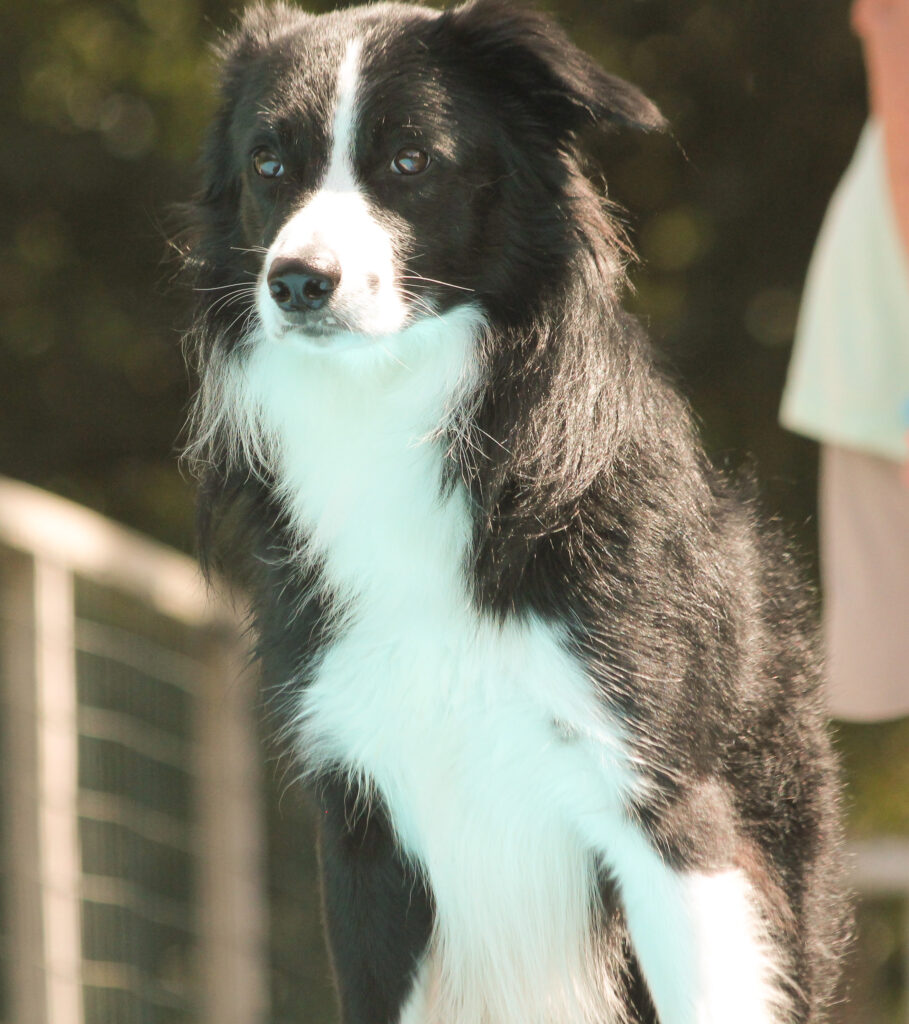 Quin adult