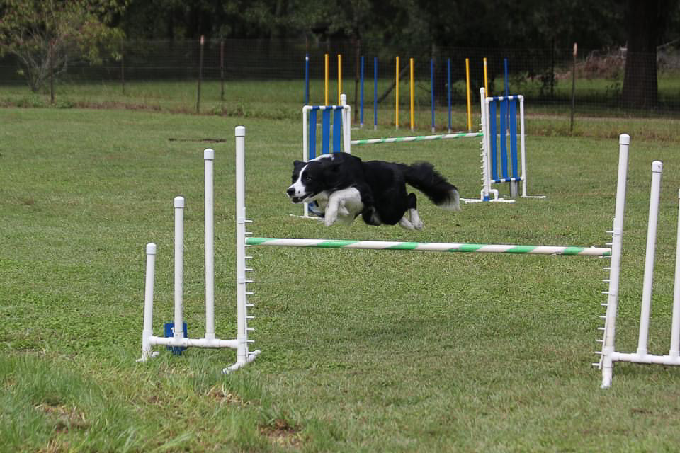Quin agility jump