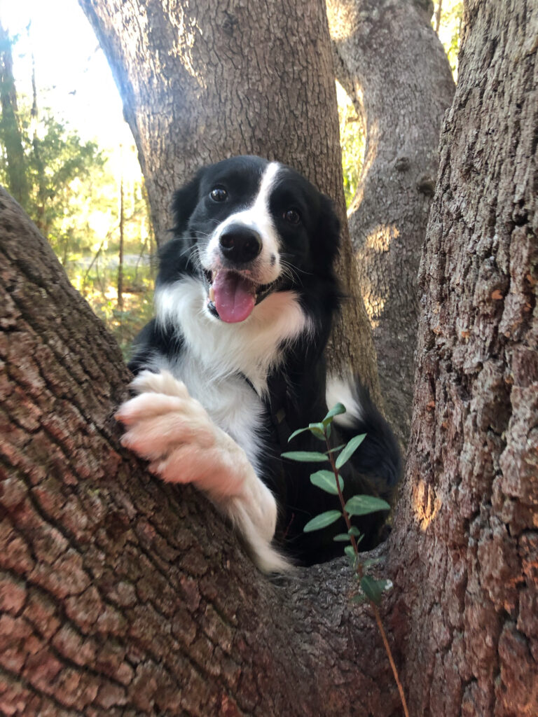Quin climbing tree